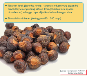 lerak biji asli premium
