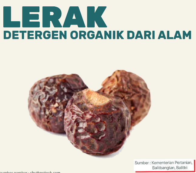 Lerak Biji Asli Premium – Sabun Alami Multifungsi untuk Batik, Baju Bayi, Clodi, Menspad dan Berbagai Kebutuhan Rumah Tangga - Image 3