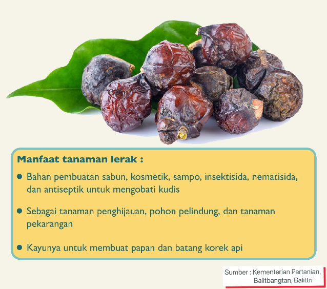Lerak Biji Asli Premium – Sabun Alami Multifungsi untuk Batik, Baju Bayi, Clodi, Menspad dan Berbagai Kebutuhan Rumah Tangga - Image 5